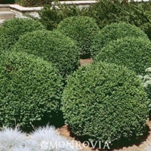 Boxwood Baby Gem Cofer S Home Garden Showplace