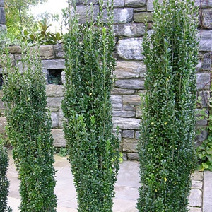 Japanese Holly 'Sky Pencil' | Cofer's Home & Garden Showplace