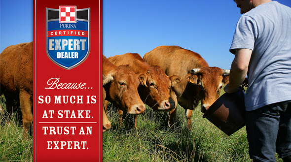 Cattle