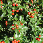 Holly