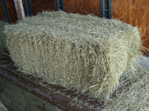 Coastal Hay Bales Belton Feed Supply And Temple Feed Supply Belton Tx Temple Tx