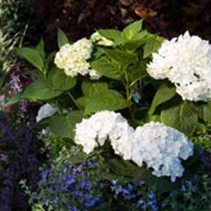 Endless Summer Hydrangeas Lakeland Yard And Garden