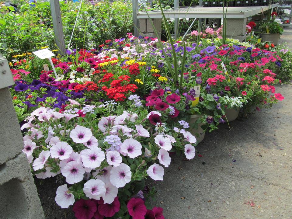 Greenhouse, Live Goods, Nursery Beck's Home & Garden Pine Bush, NY