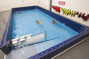 image of Pet Depot pool