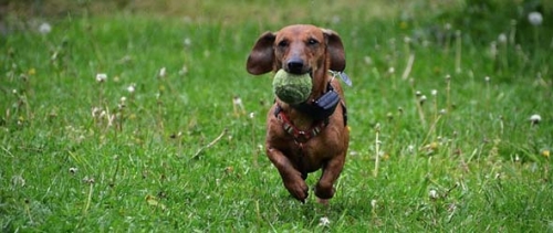 Outdoor Activities to Enjoy With Your Pet