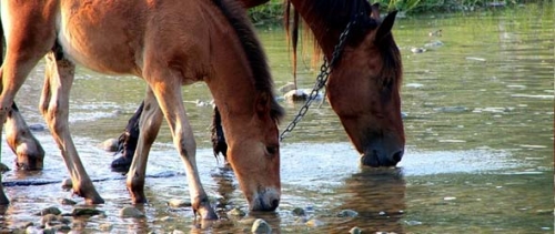 Stimulating Your Horse's Thirst