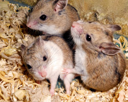 hamsters