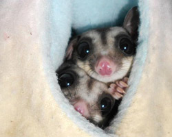 sugar gliders