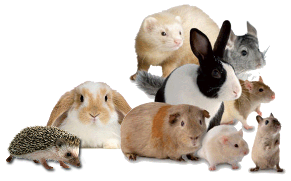 Small Animals | Today's Pet Inc. - Elkridge, MD