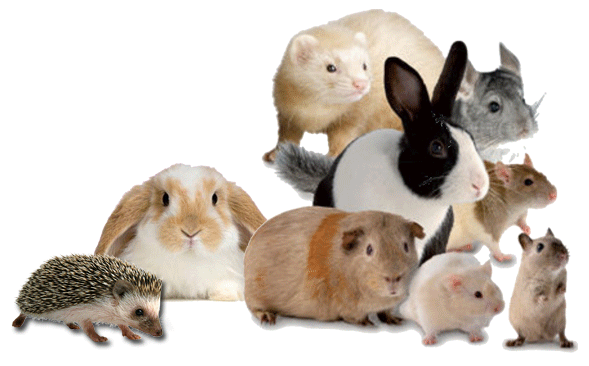 List Of Small Mammal Pets Owning A Small Mammal Can Be A Big