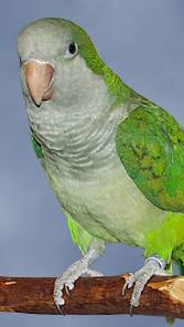 quaker-parrot