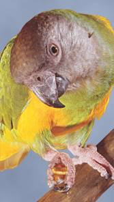 senegal-parrot