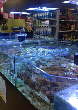 fish tanks