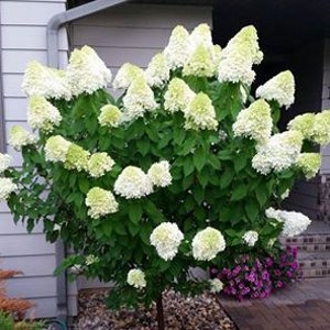 Hydrangea Tree 