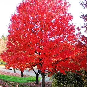 'Green Mountain' Sugar Maple Tree | Plymouth Nursery