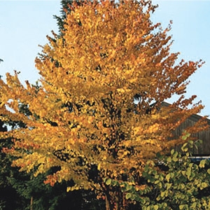 Katsura Tree Plymouth Nursery Katsura Tree