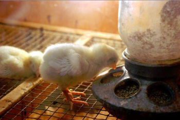 Picture of baby chick eating