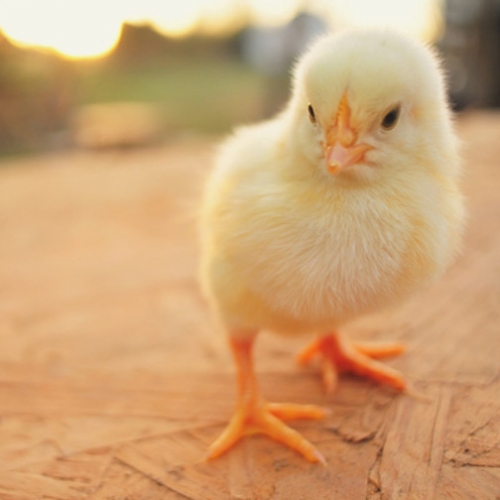 Chick Days Pre-Order Sale