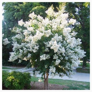 Natchez Crepe Myrtle | Louisiana Nursery