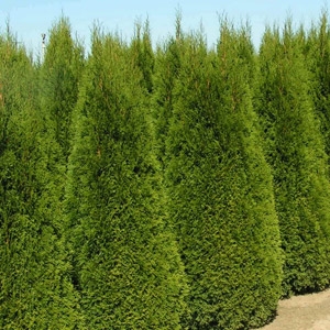 Emerald Green Arborvitae | Brock Farms