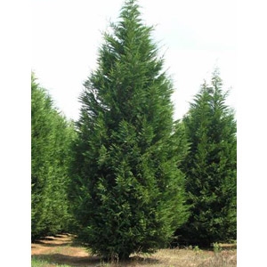 fungicide for leyland cypress needle blight