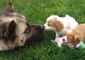 booths corner farmers market pet store