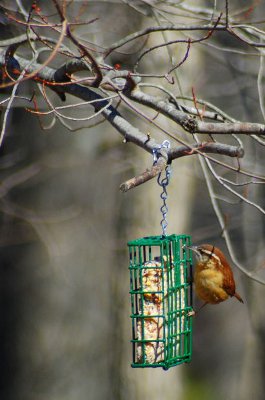 plain bird suet