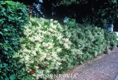 Lodense Privet | East River Nursery