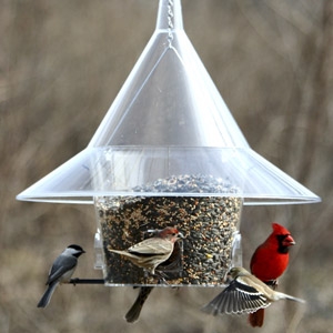 Mandrin Sky Cafe Bird Feeder Lakeland Yard And Garden