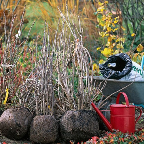Browse Online View Our Product Catalog Rail City Garden Landscape Supplies