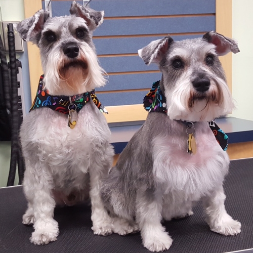 Great Brookline Dog Grooming in the world Learn more here 