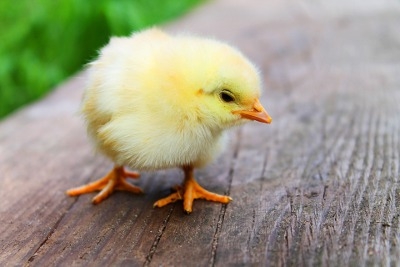 Now Taking Orders for Chicks!