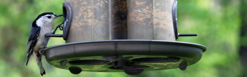 Wild Bird Feed & Supplies