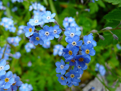 image of forget me nots
