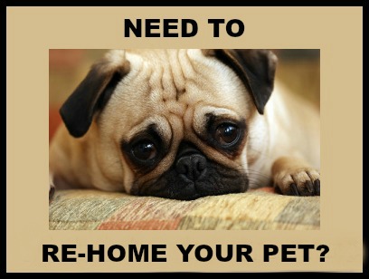 Pet Rehoming Finding A Home For Your Dog Philippine Animal Welfare