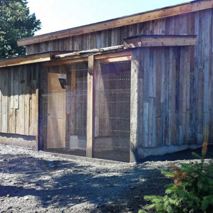 Chicken Coops