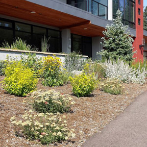 Landscaping