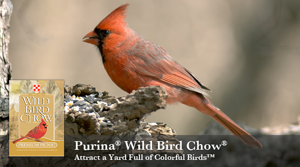 Wild Bird