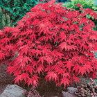 Red Maple