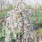 Weeping Cherry
