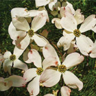 Dogwood