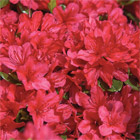 Azalea