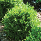 Boxwood