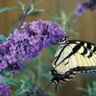 Butterfly Bush