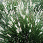 Grasses