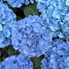 Hydrangea