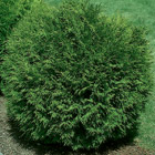 Arborvitae