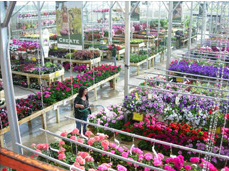 greenhouse