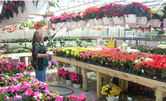 greenhouse