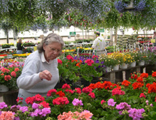 greenhouse